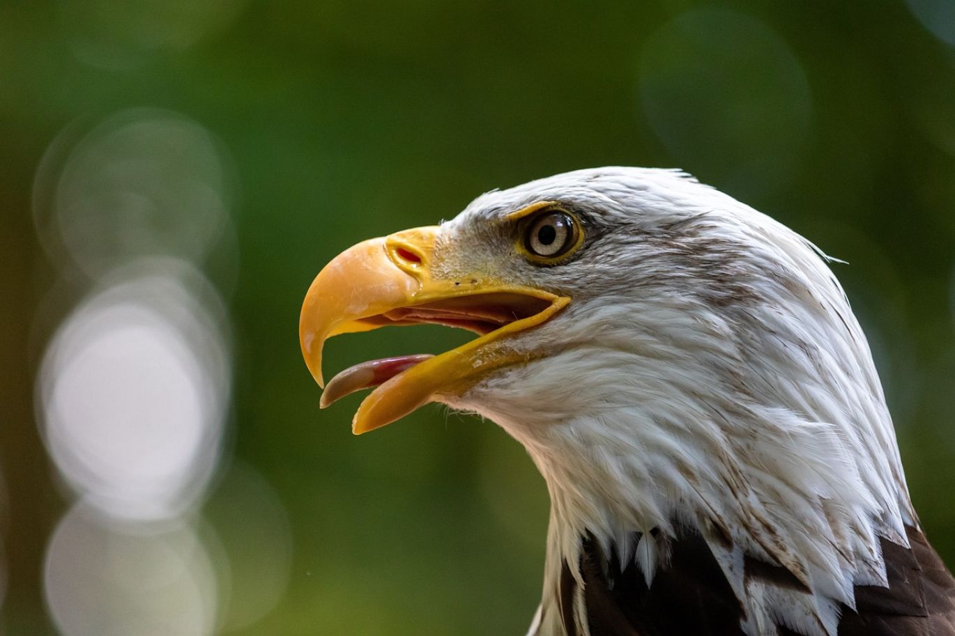 Close-up of Apmex Silver Eagles coins, showcasing their intricate design and pure silver.