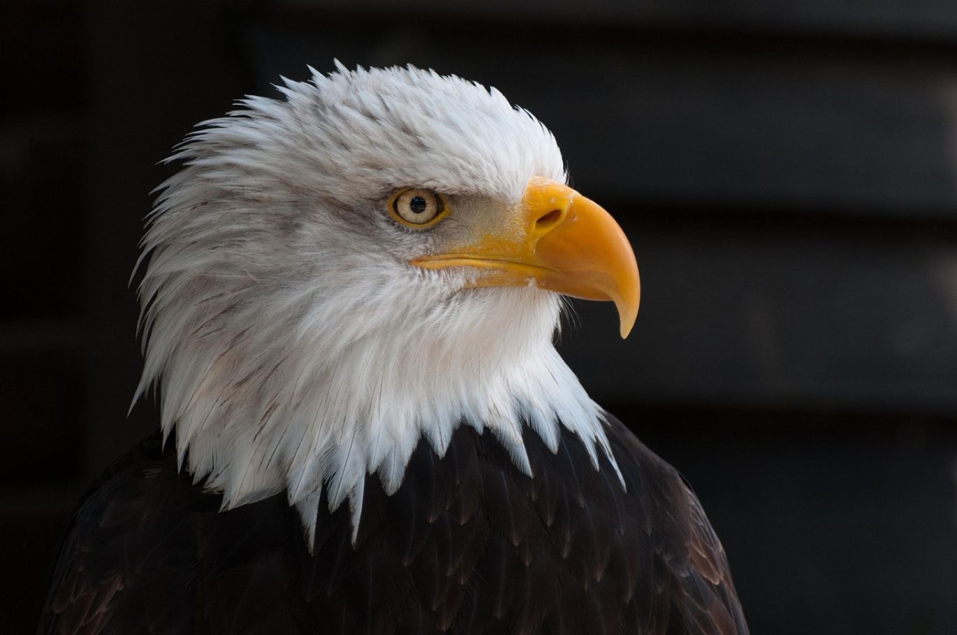 Close-up of American Silver Eagle coins offered by Maiyam Group, the best place to buy Silver Eagles online.