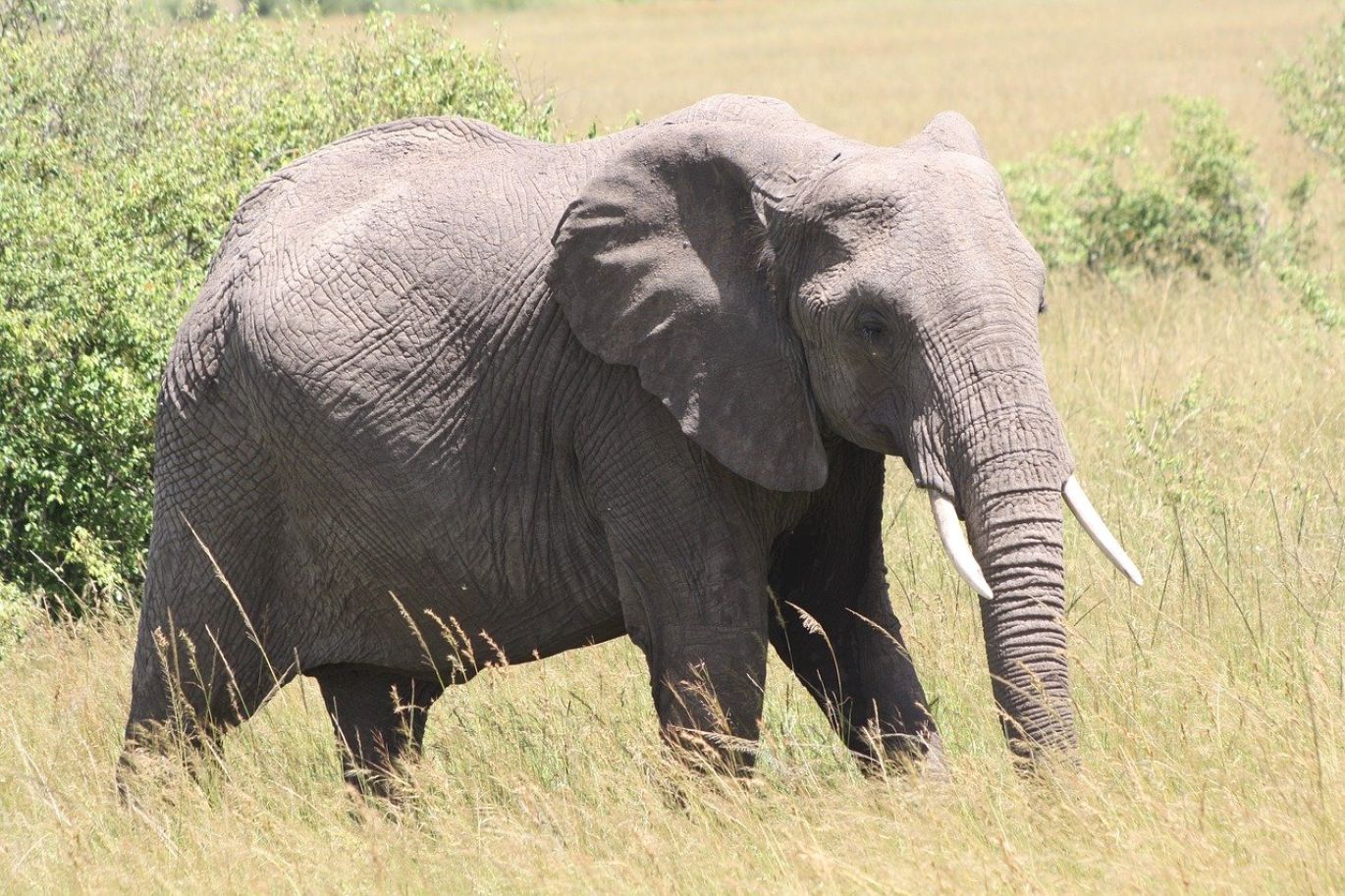Bhp Mining Company providing ethical mineral solutions from Kenya