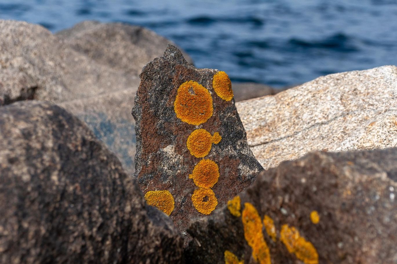 Close-up of a polished Boulder Opal showing unique patterns, ideal for wholesale jewelry.