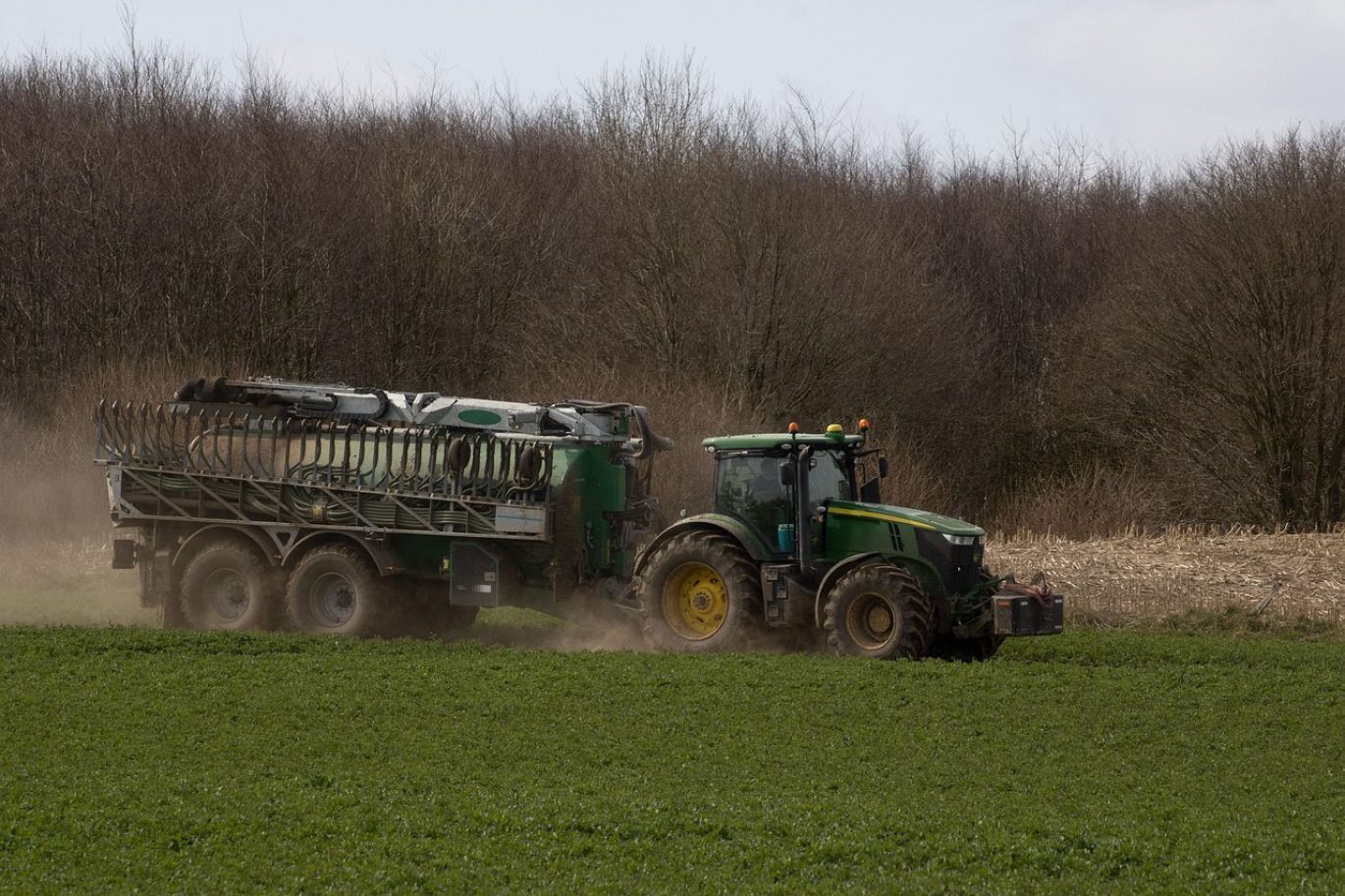 Close-up of Calcium Magnesium Sulphate Fertilizer granules being applied to a healthy, green crop field in Kenya.