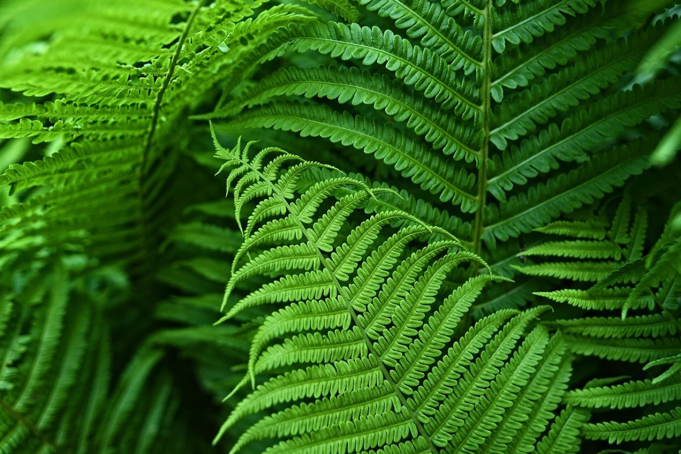 Calcium Phosphite Fertilizer granules enhancing a healthy green plant's root system