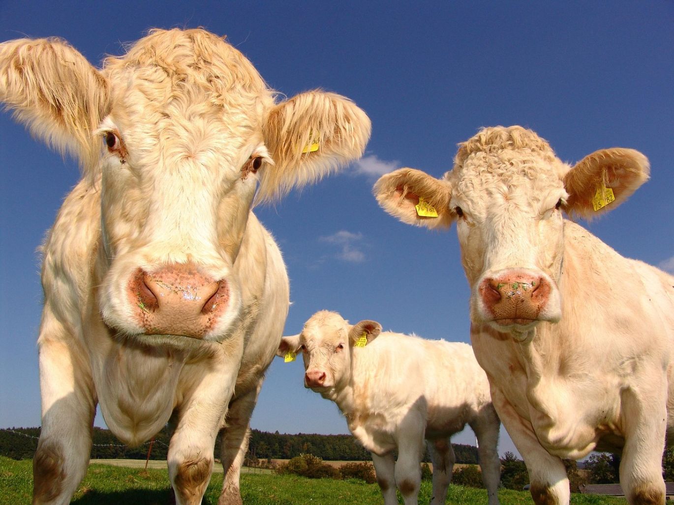 Illustration of healthy livestock with focus on copper sulphate for veterinary use