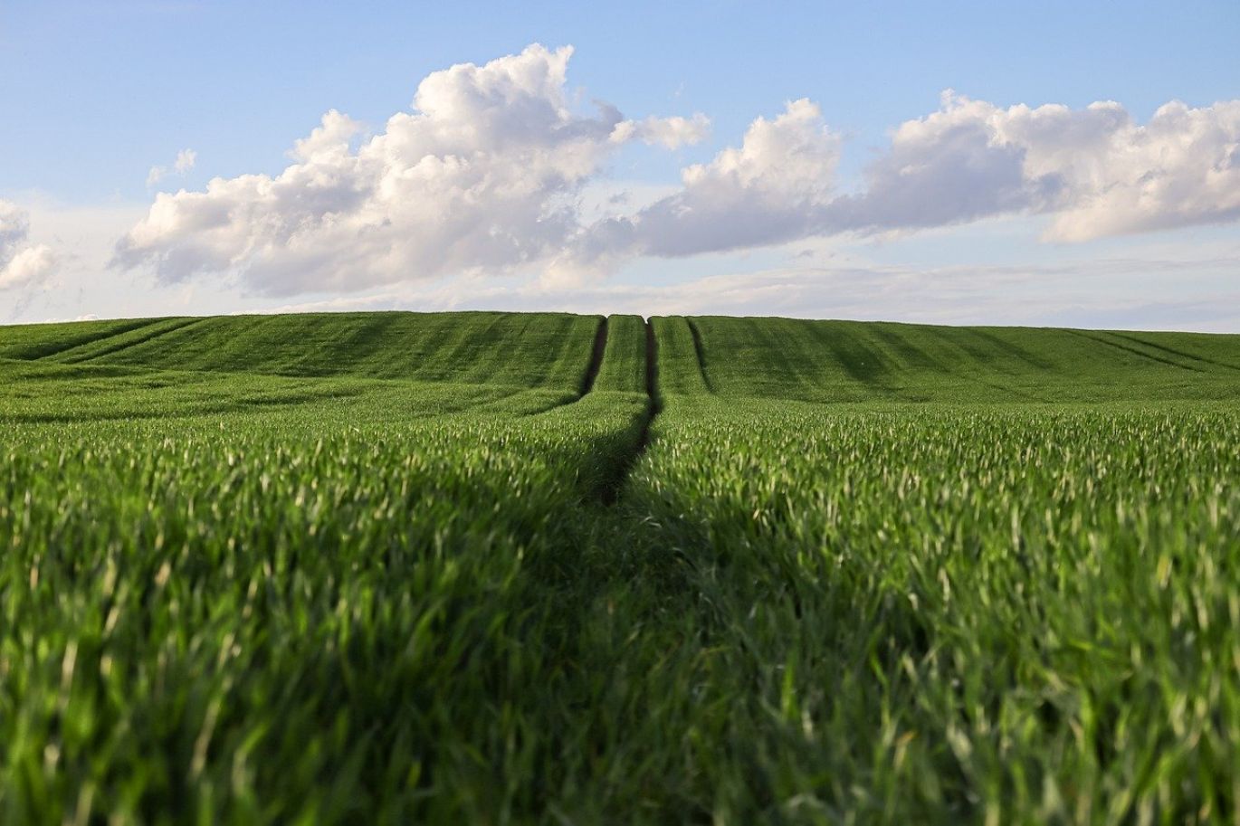Magnesium Sulphate Agriculture promoting healthy green plants and robust growth