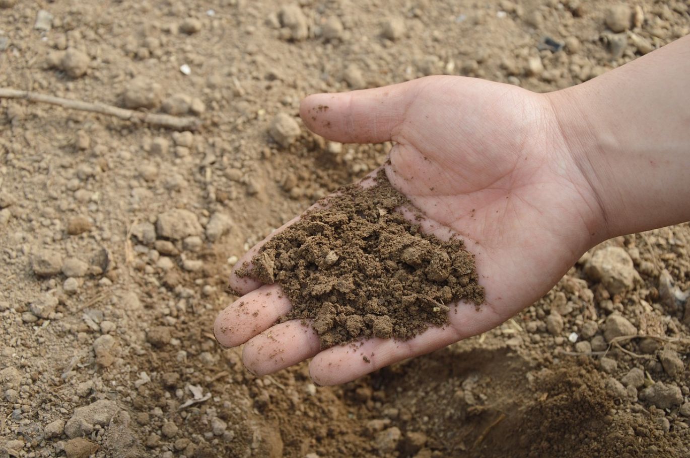 Farmer applying Potassium Fertilizer Organic to a field for healthy crop growth
