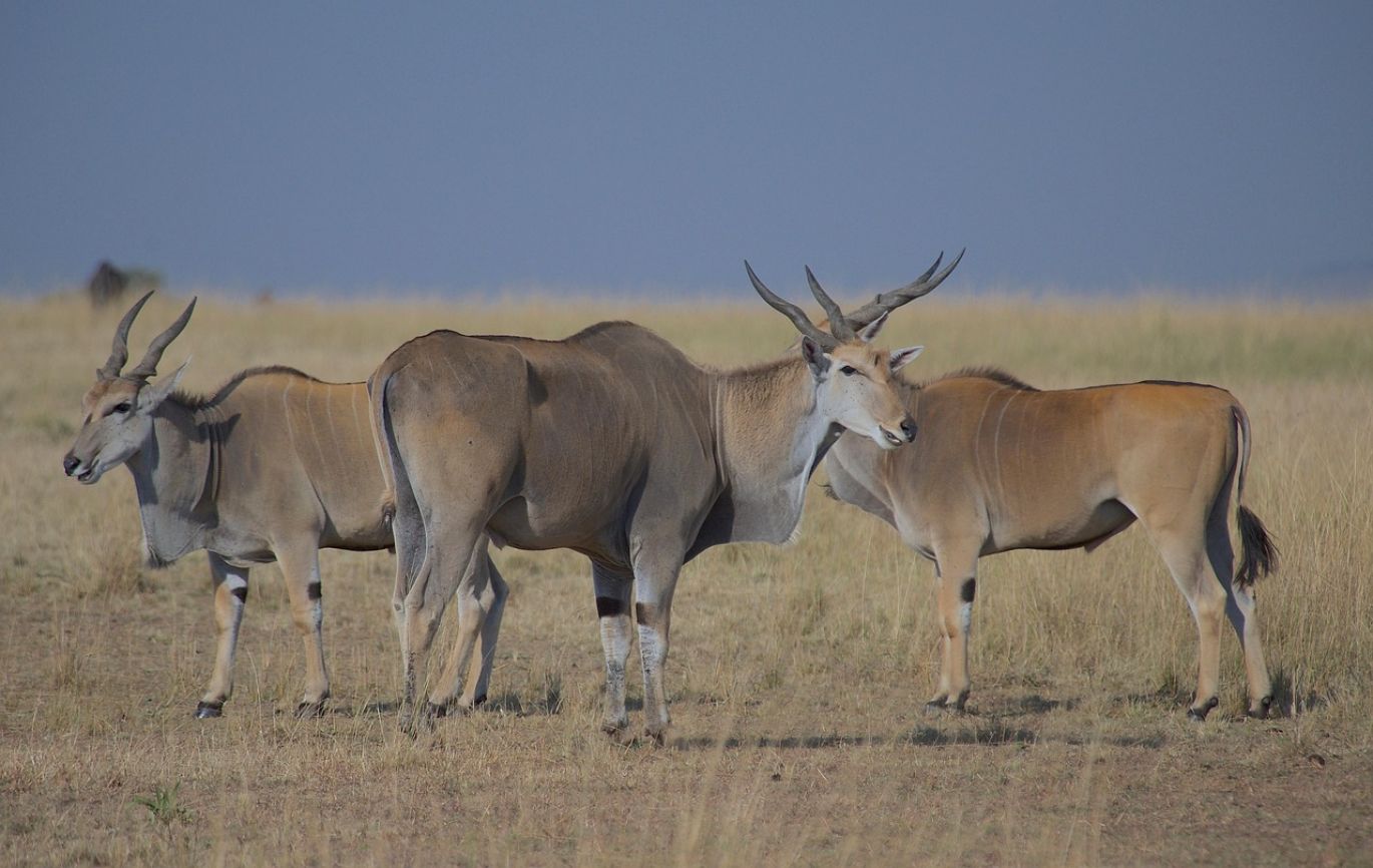 Maiyam Group: Trusted Rare Earth Metals Suppliers in Kenya, showcasing ethical sourcing and global reach.