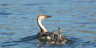 High-purity Selenium mineral crystals used in industrial applications