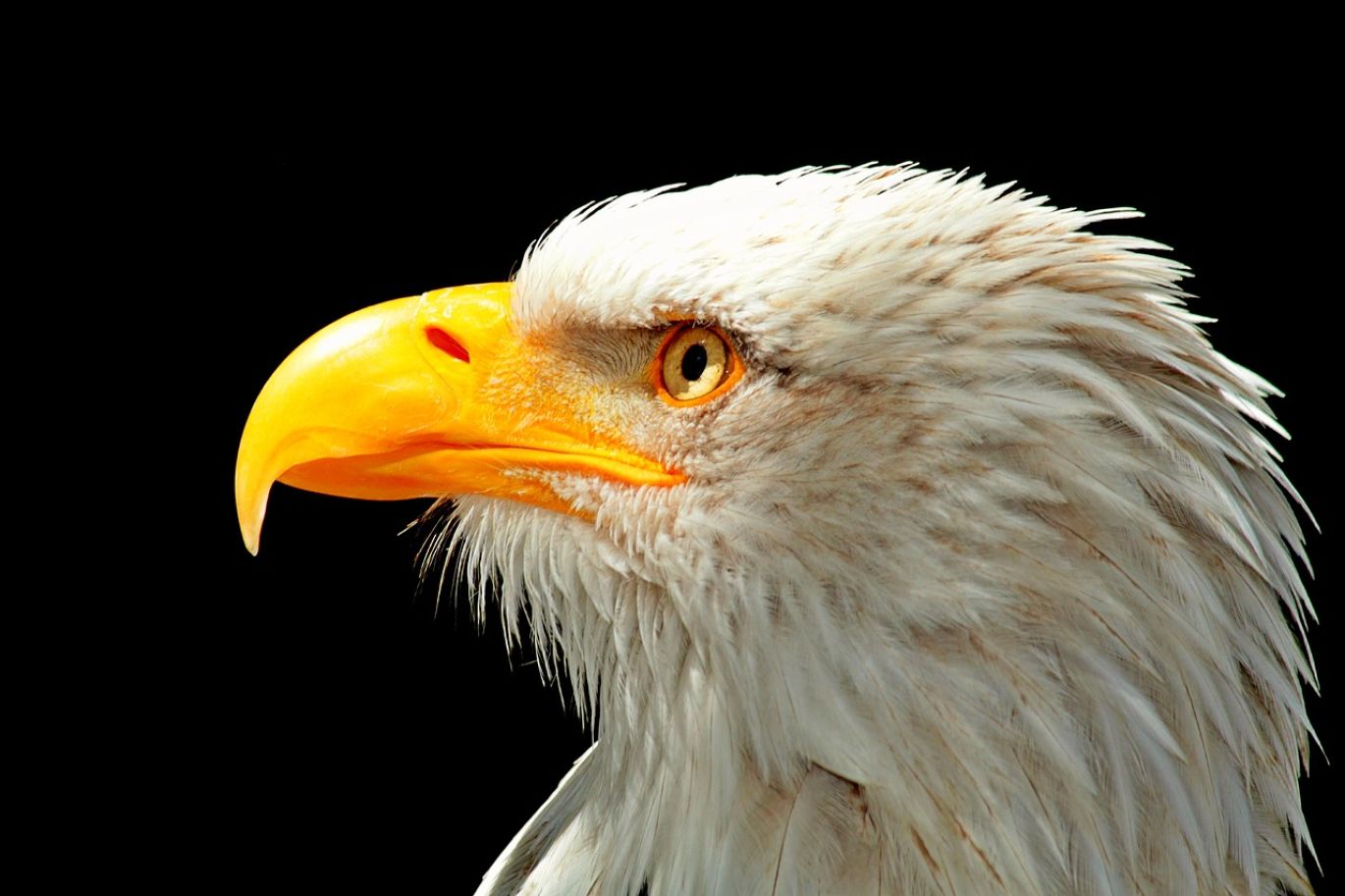 Close-up of American Silver Eagle coins, representing the opportunity to sell Silver Eagles with Maiyam Group in Kenya.