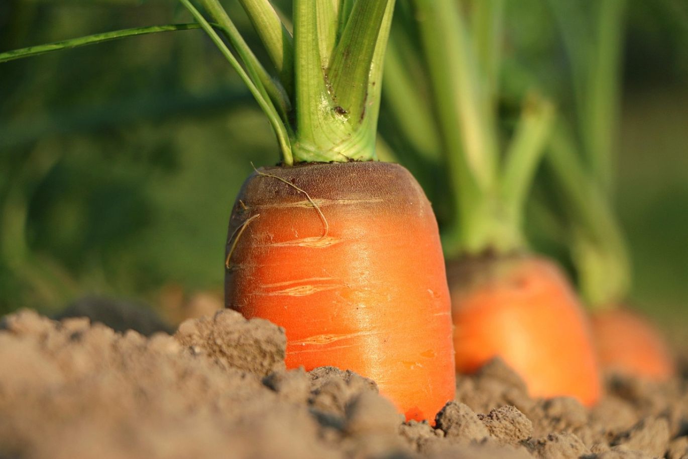 Close-up of soil being treated with soda ash for plant growth