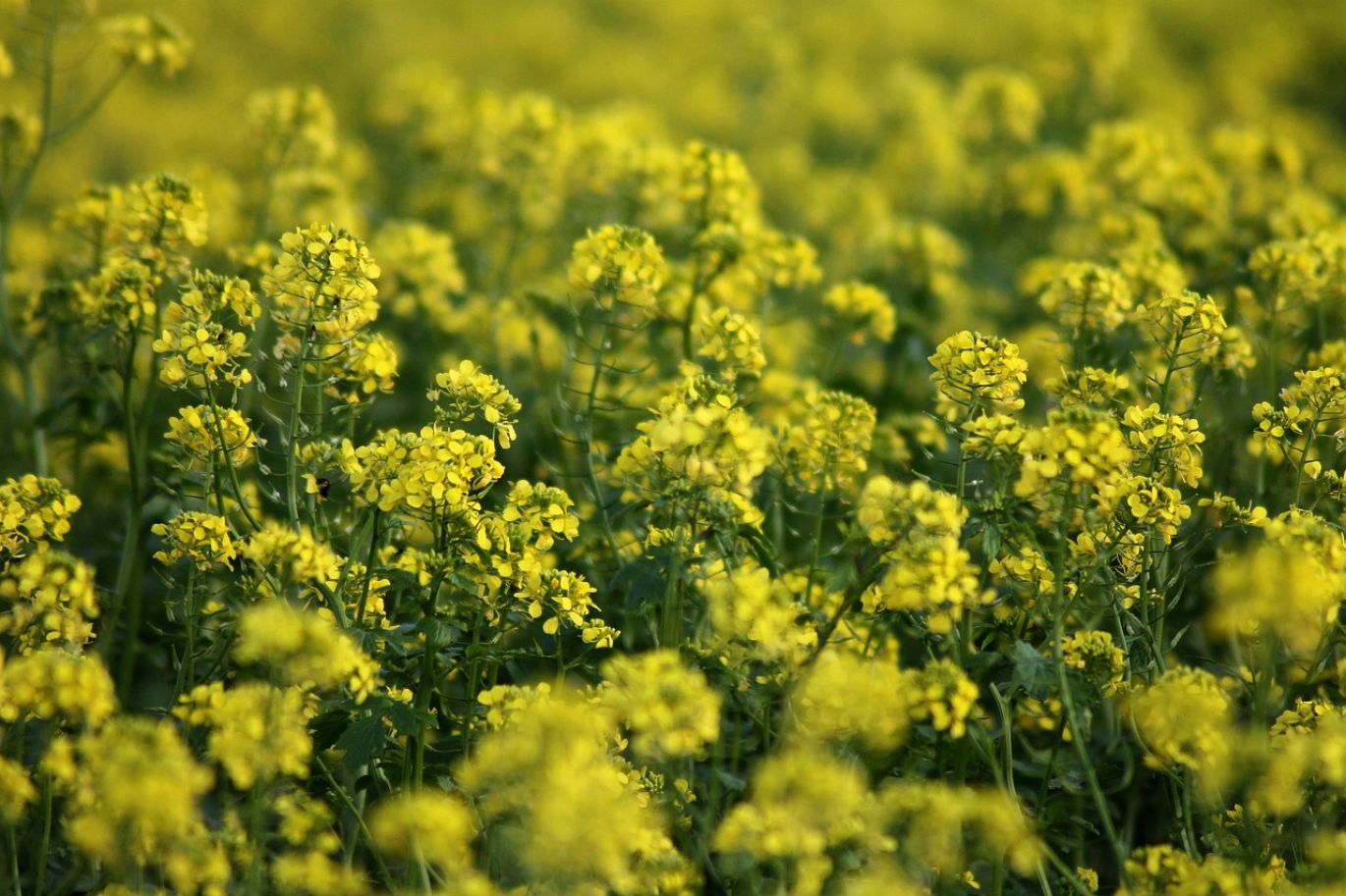 A field of healthy crops being fertilized with Sodium Sulphate Fertilizer